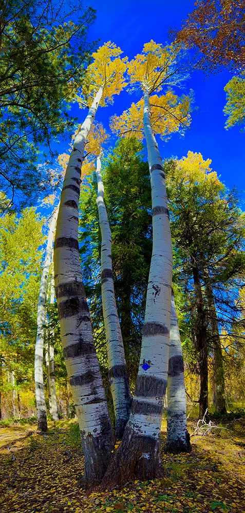 Aspens in the Fall