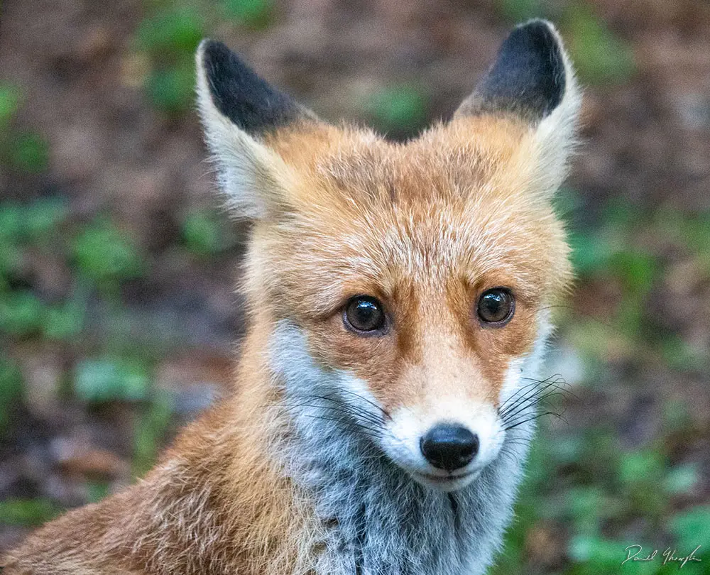 Fox CU