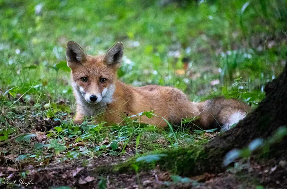 Fox Relaxed