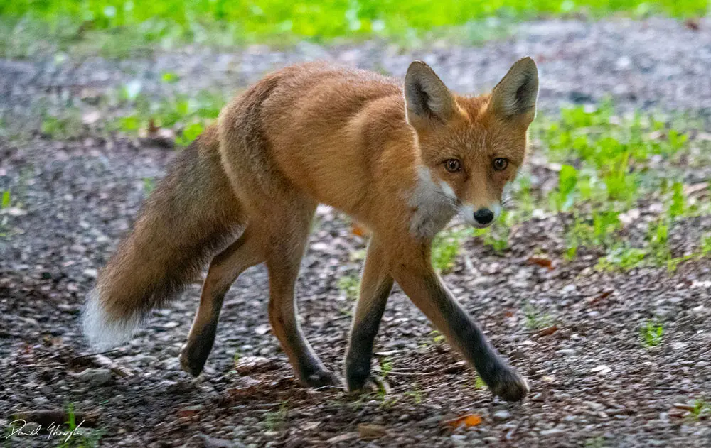 Fox Walking