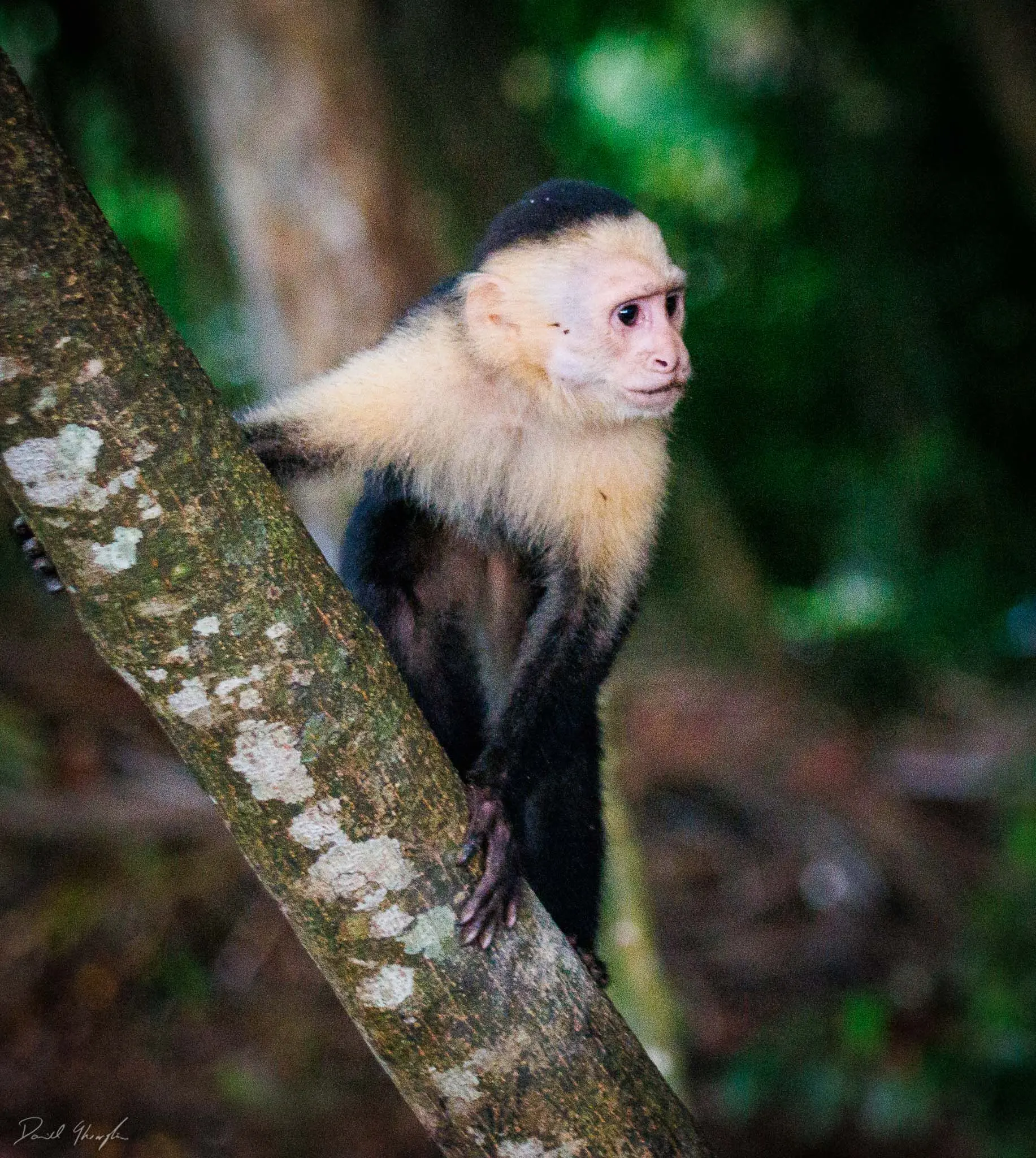 Monkey Business