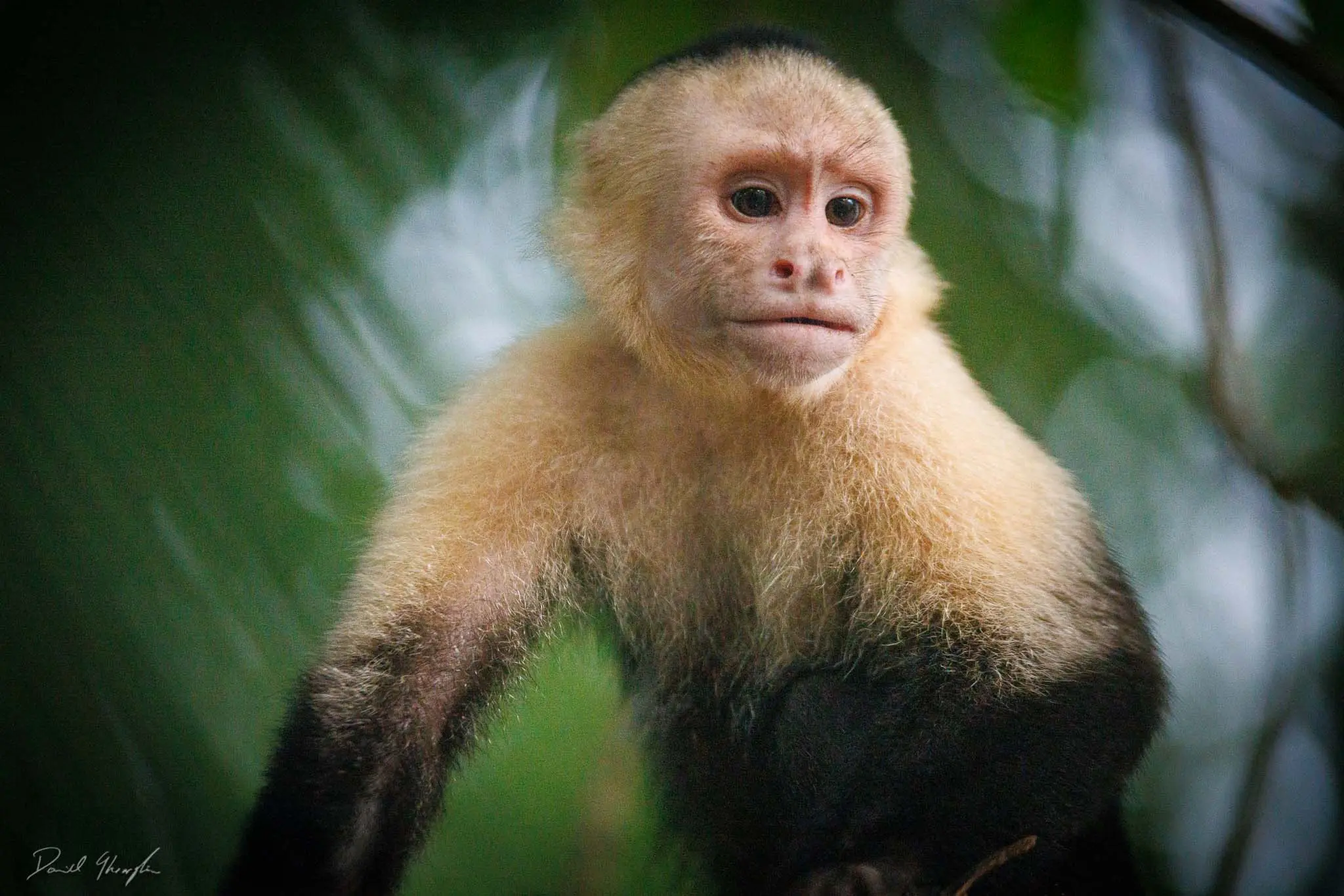 Monkey 11