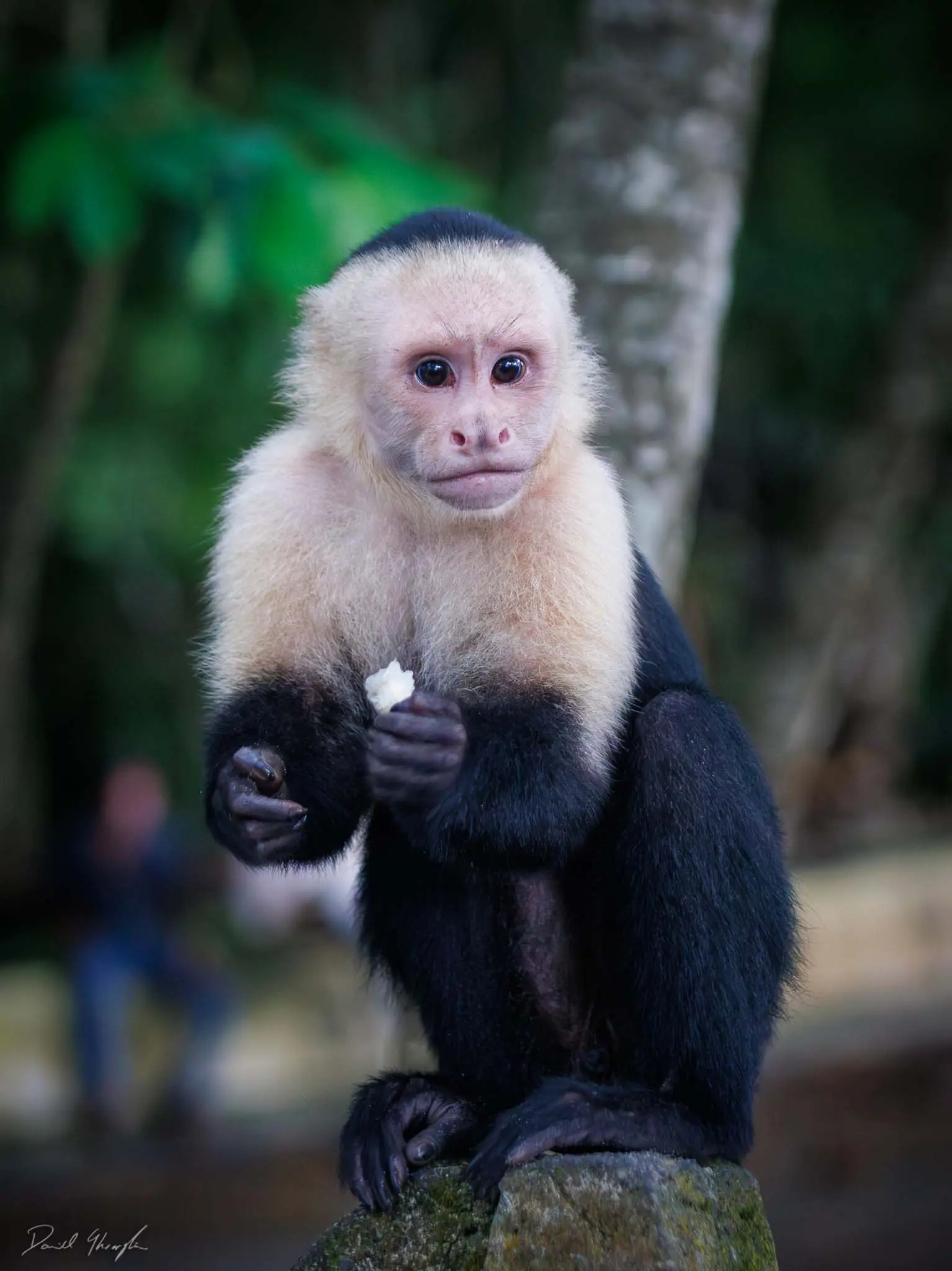 Monkey 6