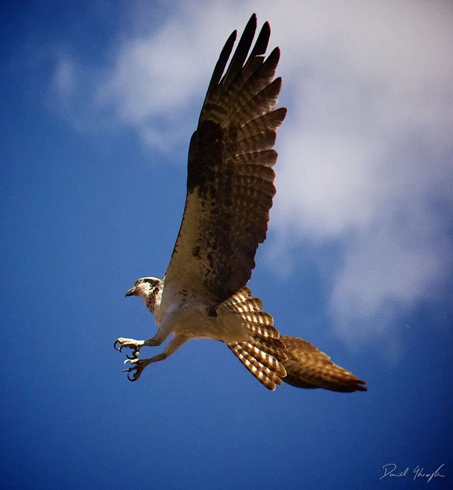 Osprey4