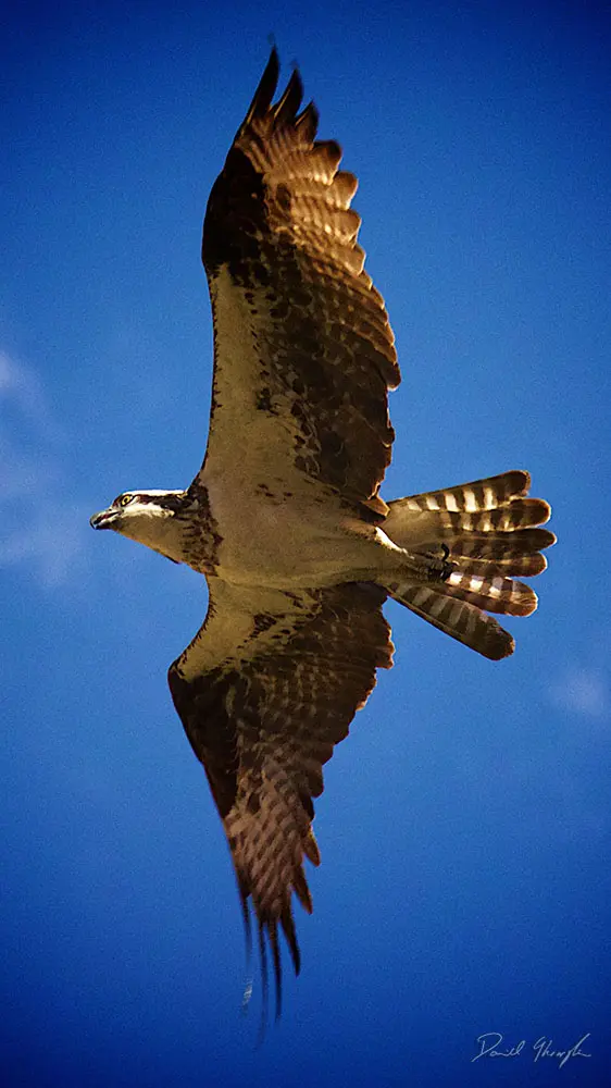 Osprey 2