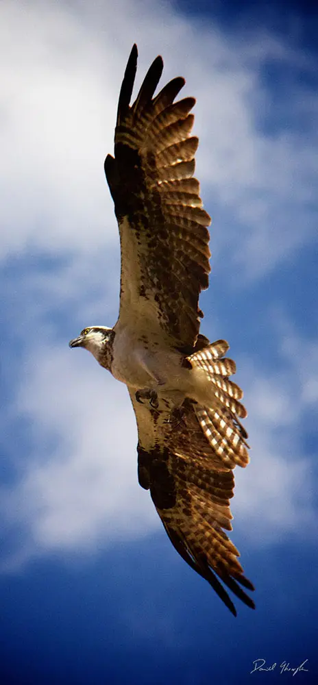 Osprey 3