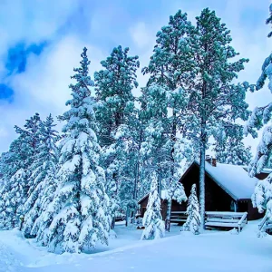 Winter Wonderland